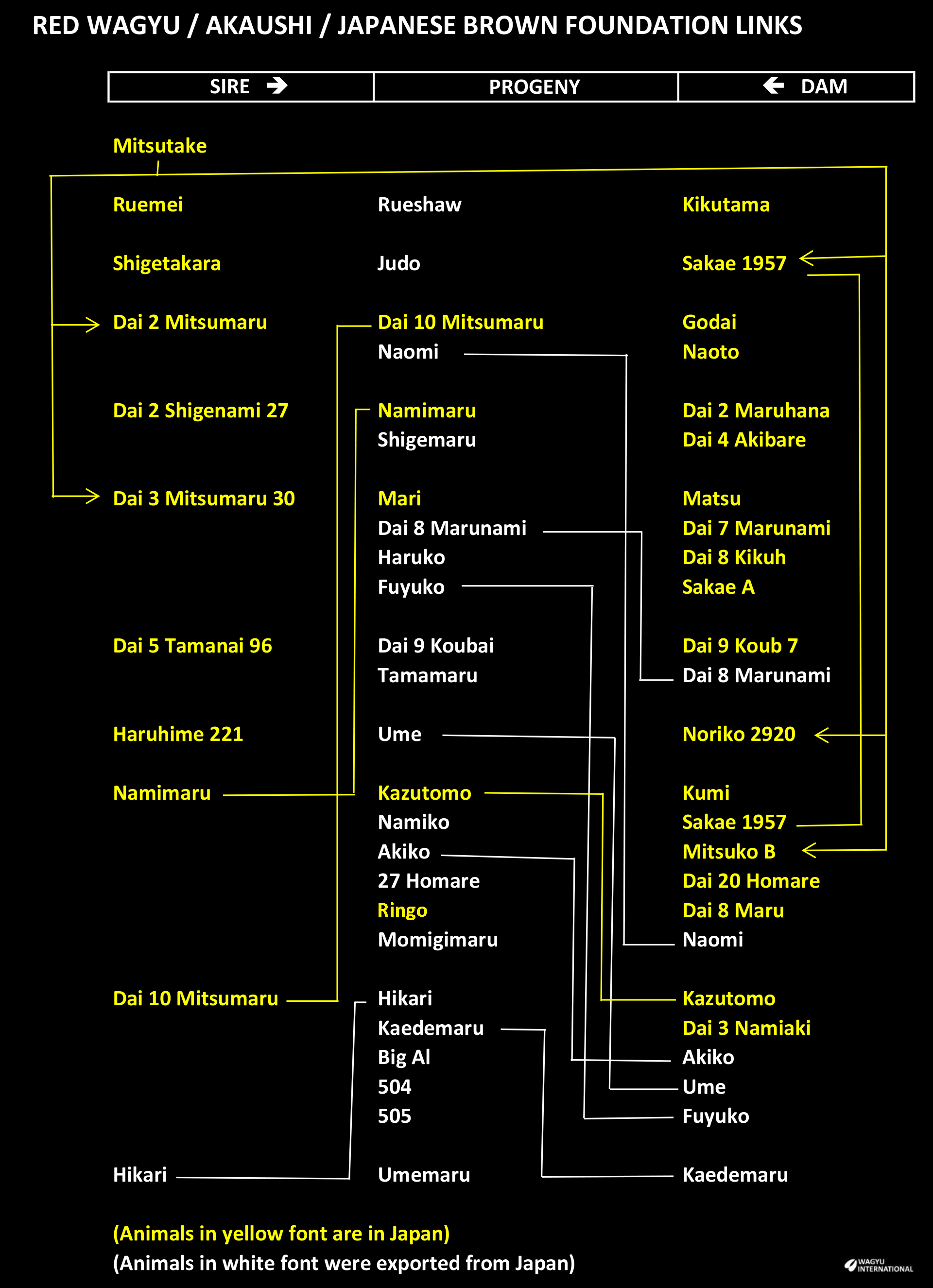 Links drawn by Wagyu International between Founders from Japan and exports